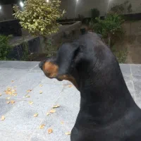 دوبرمن|سگ|زاویه, |دیوار