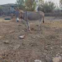 الاغ جوان|حیوانات مزرعه|گنبد کاووس, |دیوار