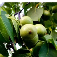 باغستان-گردو-وبادام