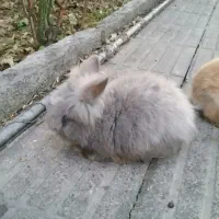 بچه خرگوش پشم آلو