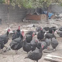 فروش عمده و خورده بوقلمون طبیعی|حیوانات مزرعه|مراغه, |دیوار