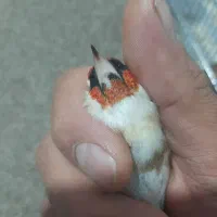 سهره|پرنده|ملایر, |دیوار