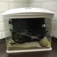 آکواریوم سالم و تمیز با وسایل