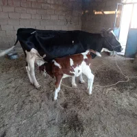 گاو و گوساله داشتی|حیوانات مزرعه|پلدختر, |دیوار