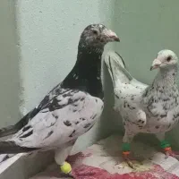 عروس|پرنده|سبزوار, قصبه غربی|دیوار