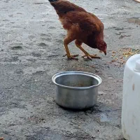 مرغ نوچه|حیوانات مزرعه|مزرعه کتول, |دیوار