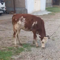 گاو...گوساله سیمینتال ماده