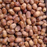 فروش خرمای زاهدی