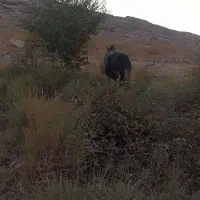 اسب ۳سال نریون|اسب و تجهیزات اسبسواری|ایذه, |دیوار