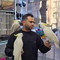 شهر کاسکو کاکادو آرا اکلکتوس رام دستی سخنگو|پرنده|تهران, دردشت|دیوار