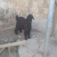 بیگ نر تخمی|حیوانات مزرعه|مسجد سلیمان, |دیوار