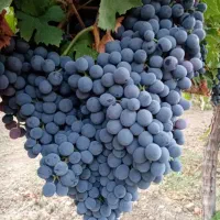 ابگیری انگور هشگردبیدانه تاکستان انگور شانی دیم سر|عمدهفروشی|تهران, میدان میوه و ترهبار مرکزی|دیوار