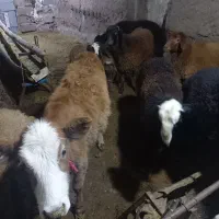 گوساله و گوسفند قربانی