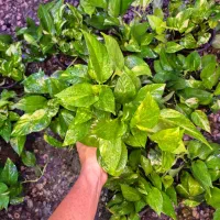 پتوس ۱۳۰ هزار / اهواز|گل و گیاه طبیعی|اهواز, پادادشهر|دیوار