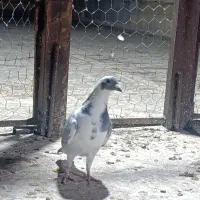 کبوتر پوست پیازی . غوره . ابلغ|پرنده|وحدتیه, |دیوار