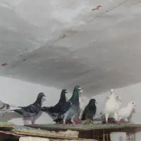 کفتر بوم