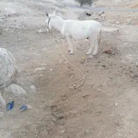 آدرس بابا میدان انجیره|حیوانات مزرعه|رستم, |دیوار