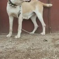 واگذاری ماده درشت ضمانت همه چی رمتاز