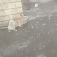 سگ جهت معاوضه|سگ|بم, |دیوار