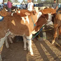 گوساله سیمینتال پرواری