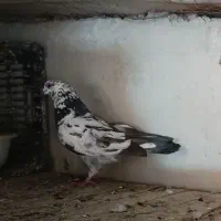 کفتر