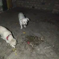 واگذاری سگ خانگی|سگ|زاهدان, |دیوار