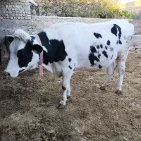 گاو تلیسه|حیوانات مزرعه|قوچان, |دیوار