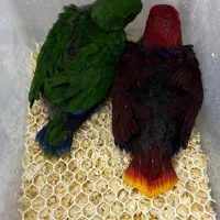 جوجه اکلکتوس وسماری سرلاکی