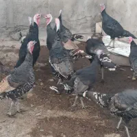 بوقلمون|حیوانات مزرعه|میانه, |دیوار