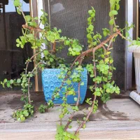 کاکتوس خرفه ای۳ ساله