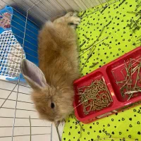 خرگوش لوپ