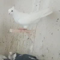 چنتا پرشتی|پرنده|خرمآباد, |دیوار