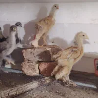 فروش جوجه برهما و سلطان