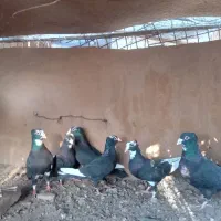 کبوتر پلنگ کلاهی