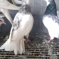 کبوتریاکفتر طوقی|پرنده|قم, خداکرم|دیوار