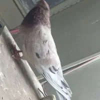 چند عدد سور ماده