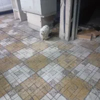 سگ پاکوتاه تو شک مش شیشتاه بچه داره