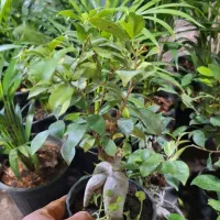 حراج فوق العاده بنسای به مناسبت روز مادر فقط ۱۱۰ ت