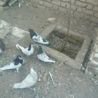 کفتر سینه سیاه|پرنده|بردسکن, |دیوار