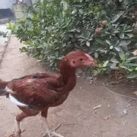 جوجه چابهاری|حیوانات مزرعه|بندرعباس, |دیوار