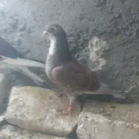 کبوتر|پرنده|زهک, |دیوار