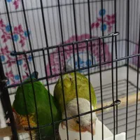 گمشده جفتش خیلی جیغ میزنه