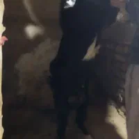نر بز اسراییلی درجه یک