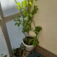 وسایل منزل|حراج|جوانرود, |دیوار