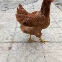 مرغ ویاندونت