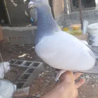 فروش کبوتران بی خط|پرنده|کوه چنار, |دیوار