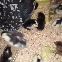 مرغ گلین همراه با جوجه گلین و جوجه اردک