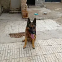 واگذاری ژرمن