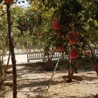 بادرود فراوان فروش ۱۲۰درخت انار|گل و گیاه طبیعی|اصفهان, براآن شمالی|دیوار
