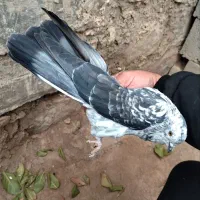 هفت عدد کبوتر تضمینی